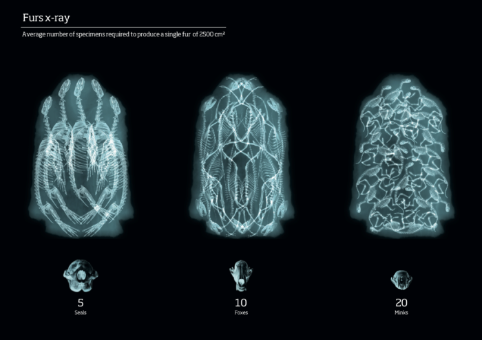 Feature image for the project Fursx-ray